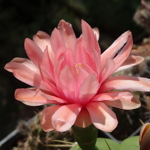 DSC05306Gymnocalycium buenekerii