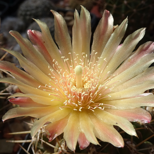 DSC05307Horridocactus minor nr2