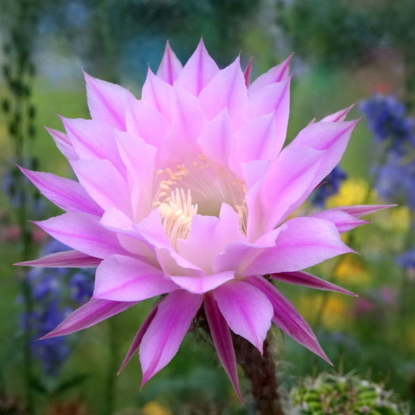 DSC05342Echinopsis multiplex