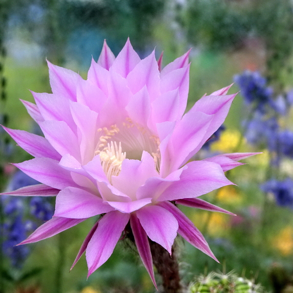 DSC05343Echinopsis multiplex