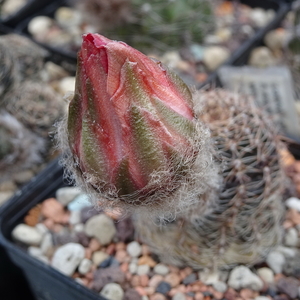 DSC05348Lobivia haematantha v. amblayensis Lau 569
