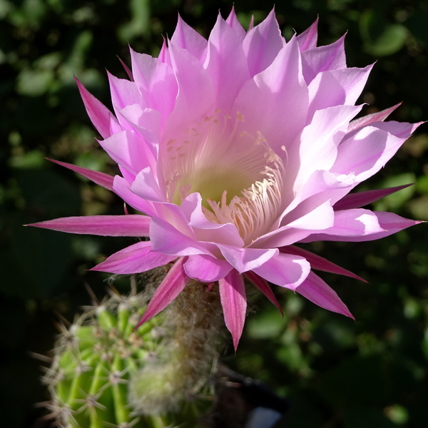 DSC05377Echinopsis multiplex