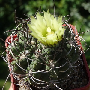 DSC05384Horridocactus pulchellus