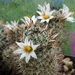 DSC05398Mammillaria hutchisoniana ssp. louisae