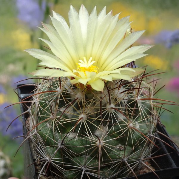 DSC05408Coryphantha lauii