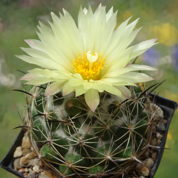 DSC05410Coryphantha cornifera