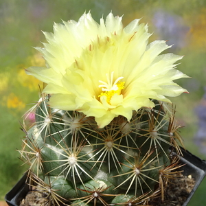 DSC05412Coryphantha indensis