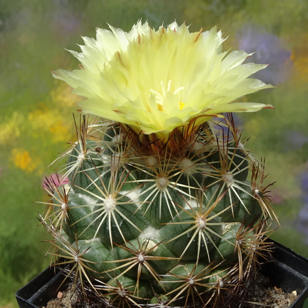 DSC05413Coryphantha indensis