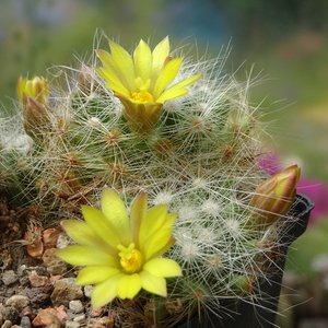 DSC05416Mammillaria baumii