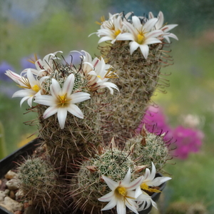 DSC05418Mammillaria hutchisoniana ssp. louisae