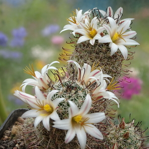 DSC05419Mammillaria hutchisoniana ssp. louisae