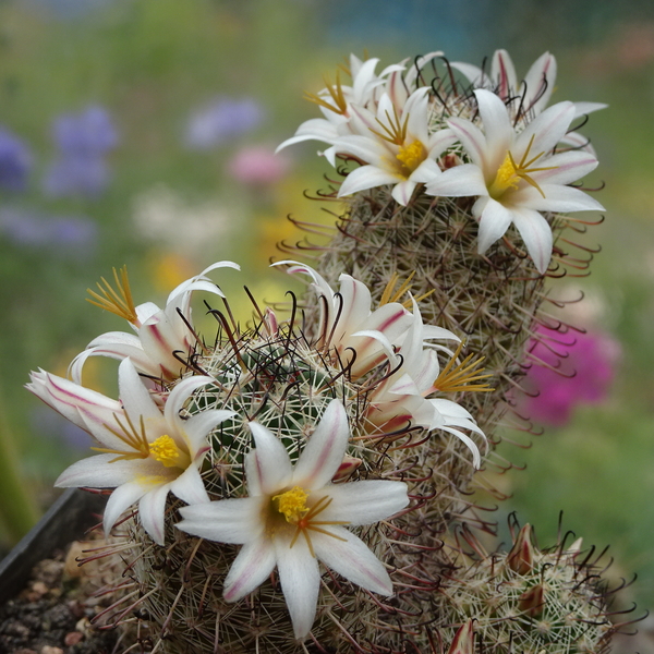 DSC05420Mammillaria hutchisoniana ssp. louisae