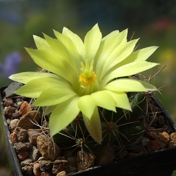 DSC05488Mammillaria longimamma