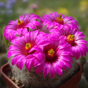 DSC05489Mammillaria guelzowiana var. robustior