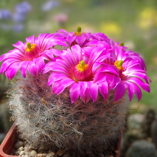 DSC05490Mammillaria guelzowiana var. robustior