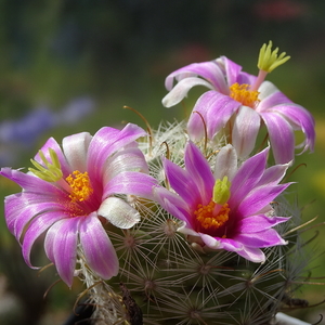 DSC05495Mammillaria boolii SB433