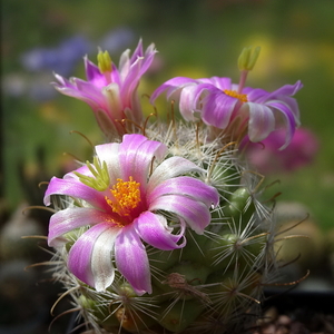 DSC05496Mammillaria boolii SB433