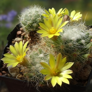 DSC05497Mammillaria baumii