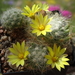 DSC05498Mammillaria baumii