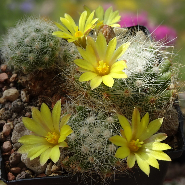 DSC05498Mammillaria baumii