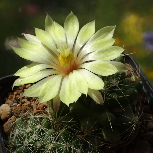 DSC05500Mammillaria sphaerica