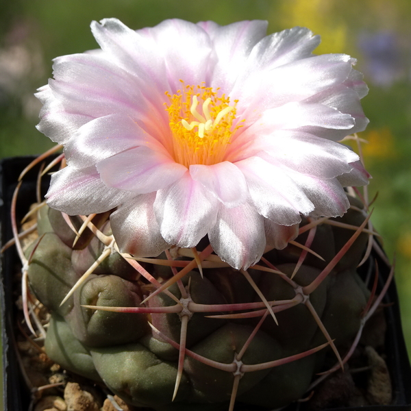 DSC05501Thelocactus lloydii v. roseiflorus