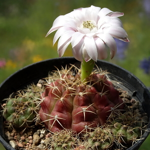 DSC05503Gymnocalycium damsii v. tucavocense