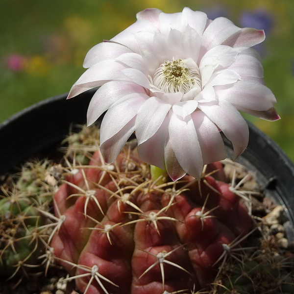 DSC05504Gymnocalycium damsii v. tucavocense