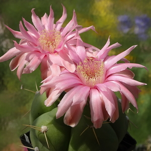 DSC05505Gymnocalycium buenekerii