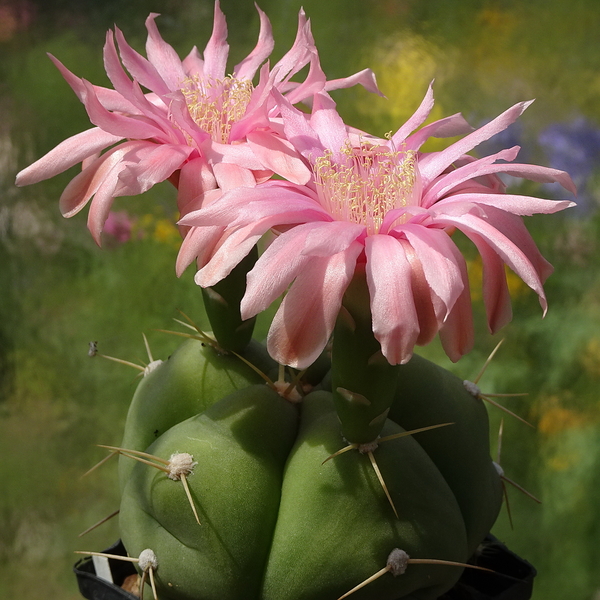 DSC05506Gymnocalycium buenekerii