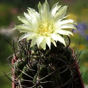 DSC05508Horridocactus pulchellus