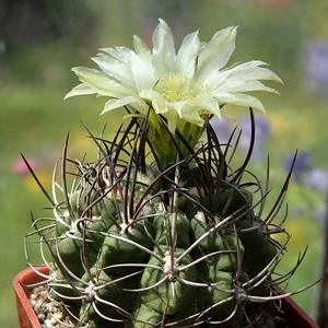 DSC05509Horridocactus pulchellus