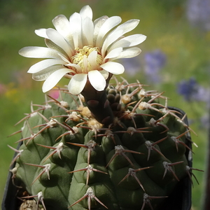 DSC05511Gymnocalycium asterium G 2345