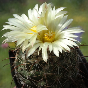 DSC05514Coryphantha lauii