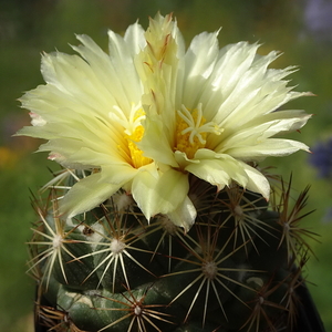 DSC05516Coryphantha indensis