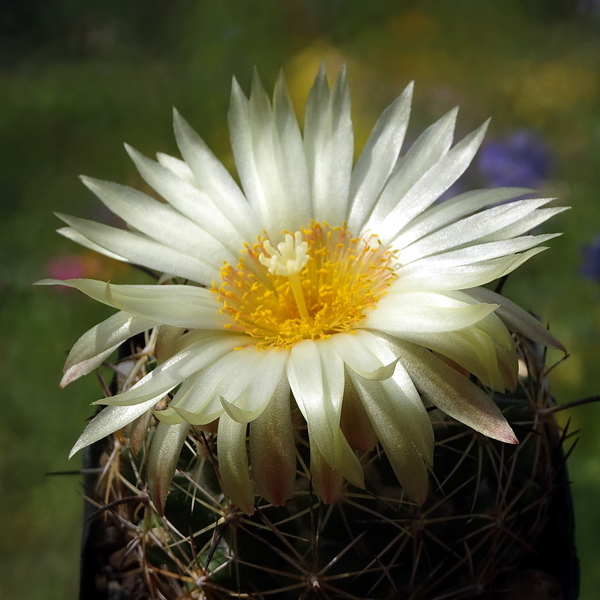 DSC05522Coryphantha cornifera