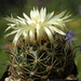 DSC05523Coryphantha cornifera