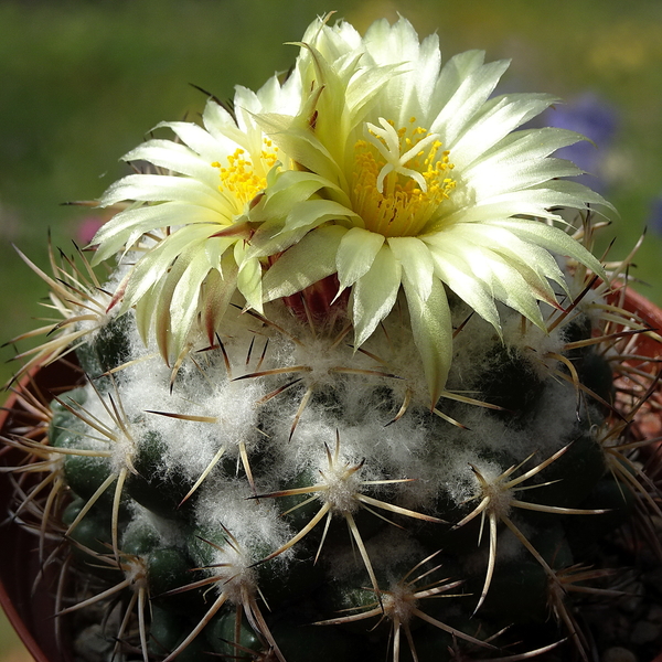 DSC05524Coryphantha pycnacantha