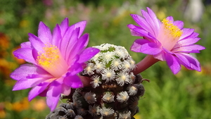 DSC05533Mammillaria therese