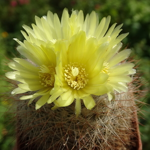 DSC05541Parodia riojensis TB452.2