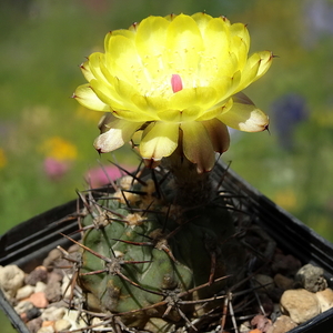 DSC05594Acanthocalycium thionanthum v. griseum P 49