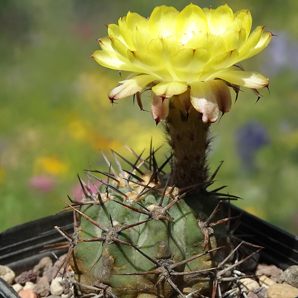 DSC05595Acanthocalycium thionanthum v. griseum P 49