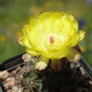 DSC05596Acanthocalycium thionanthum v. griseum P 49