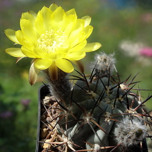 DSC05597Acanthocalycium glaucum