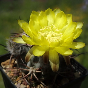 DSC05598Acanthocalycium glaucum