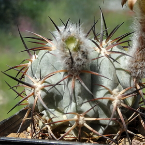 DSC05599Acanthocalycium glaucum