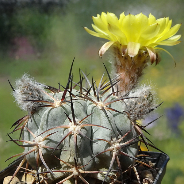 DSC05600Acanthocalycium glaucum