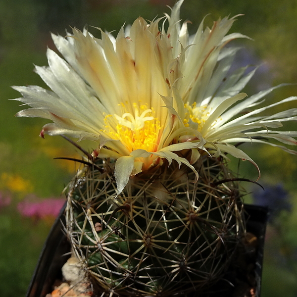 DSC05604Coryphantha cornifera