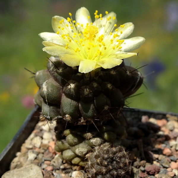 DSC05606Copiapoa esmeraldana