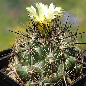 DSC05608Coryphantha nickelsiae